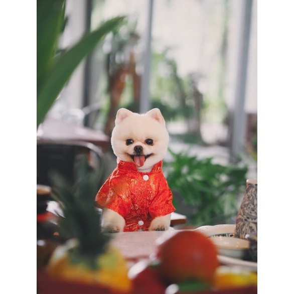 𝑭𝑹𝑬𝑬𝑺𝑯𝑰𝑷 Áo cho mèo. Áo tết cho mèo. [HÀNG TẾT] CUTE - SANG - XỊN - MỊN