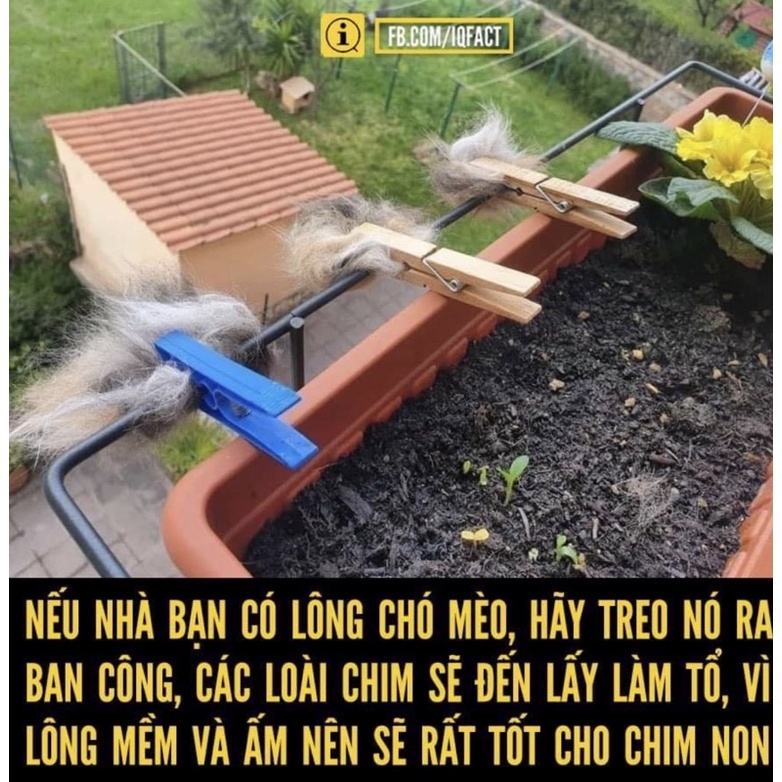 Cây lăn lông mèo | DỌN SẠCH lông mèo  + bụi bẩn + vụn bánh + bụi mịn trong 1ph