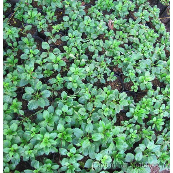 Hạt Giống Cúc Đà Lạt Cúc Magic-Nảy Mầm Trên 95% Gói 50 Hạt