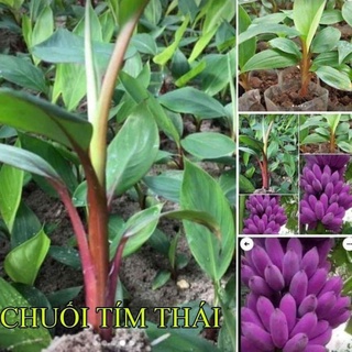 Cây giống chuối tím cấy mô f1