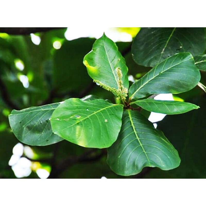 Lá bàng non 1 kg lá tươi ở hà nội