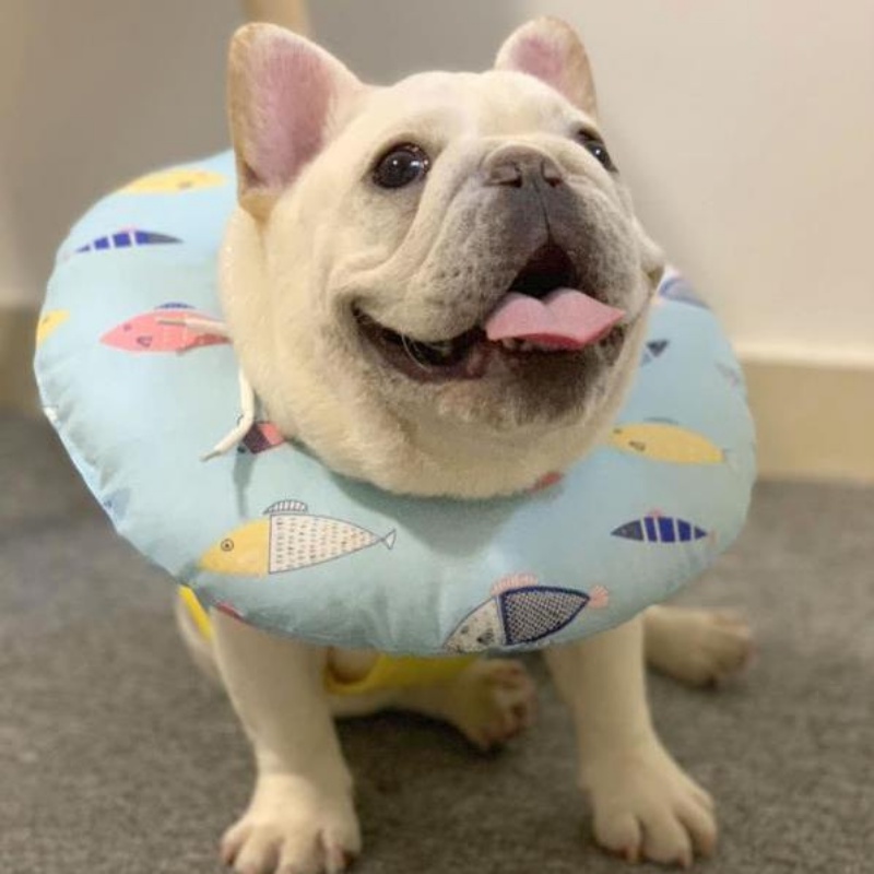 Vòng Đeo Cổ Chống Liếm / Chống Cắn Dành Cho Thú Cưng