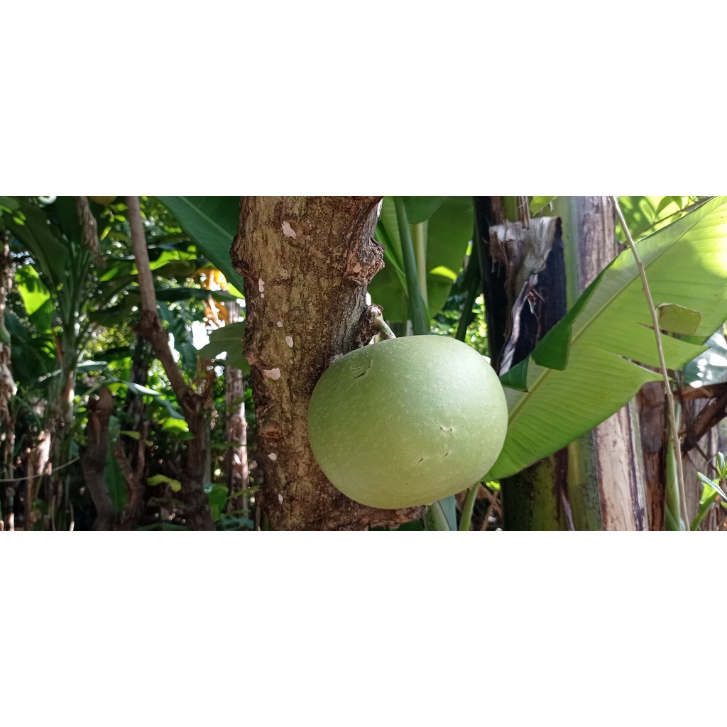 Cây đào tiên con