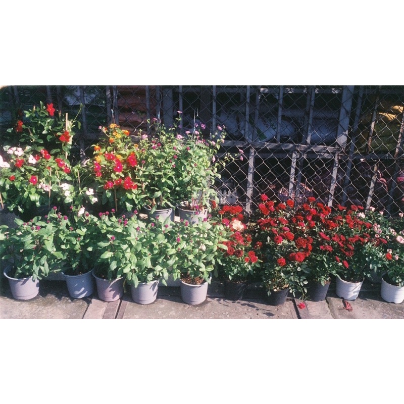 - Film  giá rẻ, hàng US.