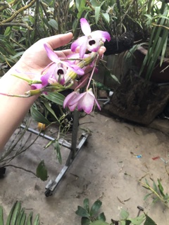 PHONG LAN ĐÙI GÀ (giò)