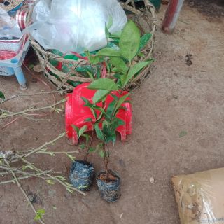 Cây  chery giống trái  lớn