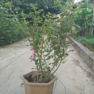 chậu hoa hồng vân khôi