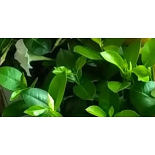 Cây hoa bạch anh [Dạng thân, hoa màu trắng]