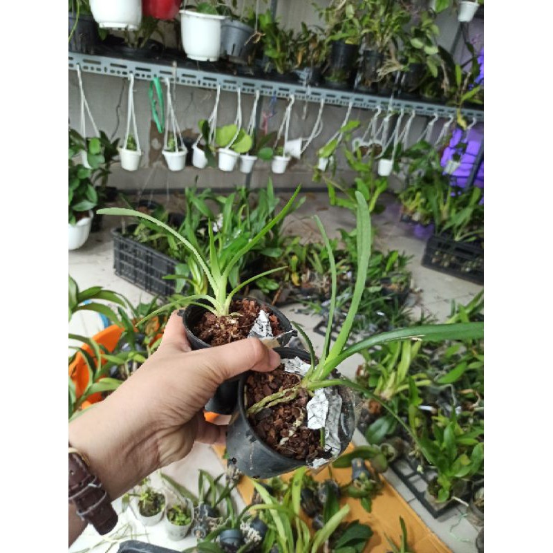 Hoa lan kiếm Phan Trí