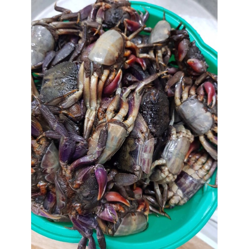 BA KHÍA MUỐI RẠCH GỐC NGUYÊN CON