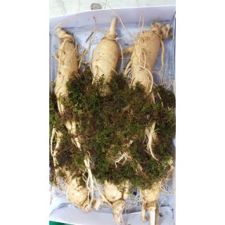 Sâm tươi 6 củ/kg (500g)
