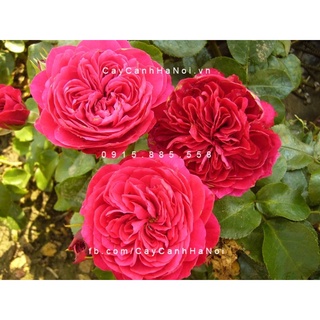 Hoa hồng Red Leonardo Da Vinci rose