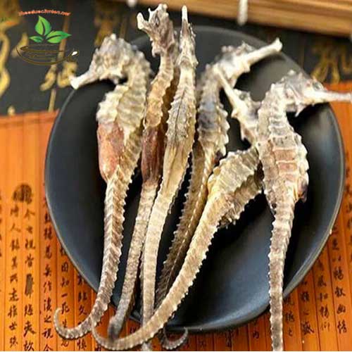 🍀 Cá ngựa khô - VÍP