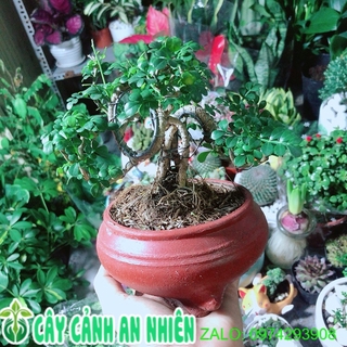 Chậu Cây Cần Thăng Bonsai