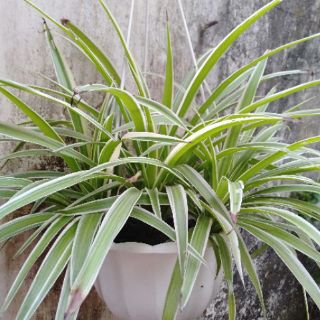 Cây dây nhện phong thủy 15k/ cây