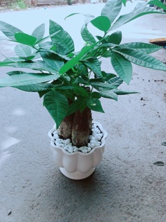 Chậu Kim Ngân 3 Thân Size Lớn