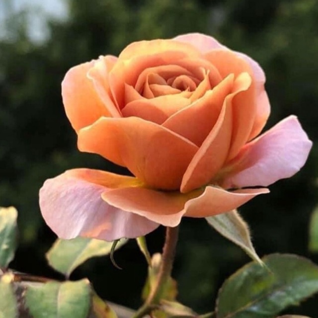Hoa hồng ngoại Utsusemi Rose - hồng bụi Nhật, hoa chùm