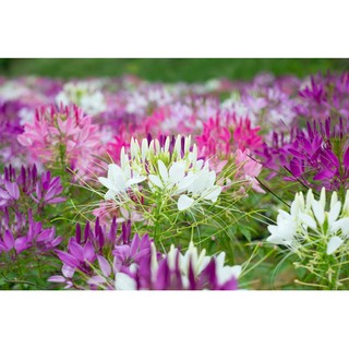 Hạt giống hoa Hồng ri mix