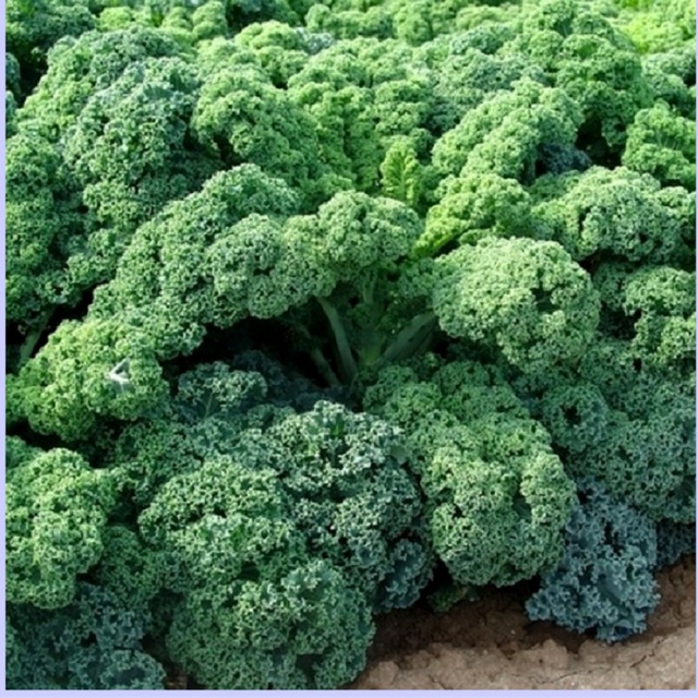 Hạt giống Cải xoăn Kale
