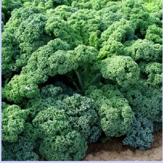 Hạt giống Cải xoăn Kale