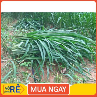 1kg Cỏ Mombasa Ghine Cỏ Sả Lá Lớn [hàng chất lượng]