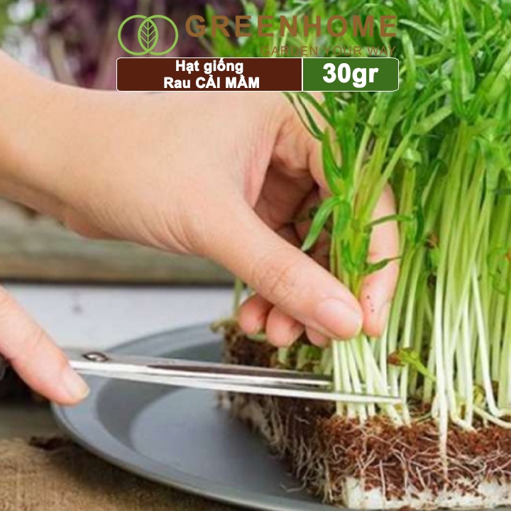 Hạt giống rau Cải mầm Greenhome , gói 20g, dễ trồng, thu hoạch nhanh R10