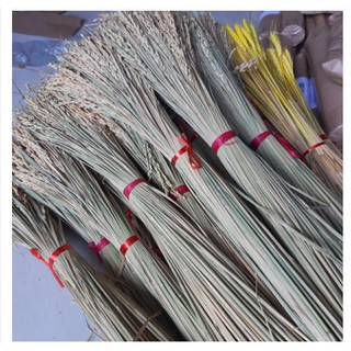 BÔNG LÚA KHÔ HẠT NGUYÊN THỦY - LÚA KHÔ 45- 50 BÔNG