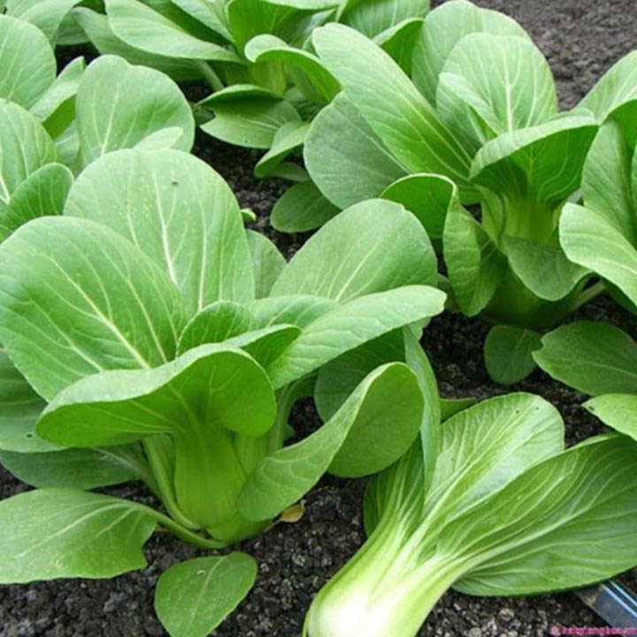 Hạt Giống CẢI THÌA CAO SẢN 20g: Dễ Trồng, Ít Sâu Bệnh - Nhập Khẩu Ý