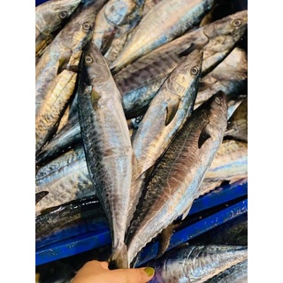 Cá Thu Ảu xẽ . 500g (giao hỏa tốc)