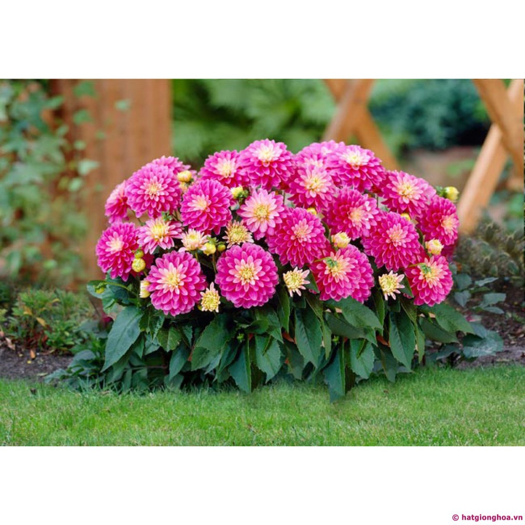 Hạt giống hoa Thược Dược mix nhiều màu F1 Nga