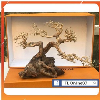 [Siêu Rẻ] Bonsai mini bể cá để bàn D28xC19 [TS Online37]