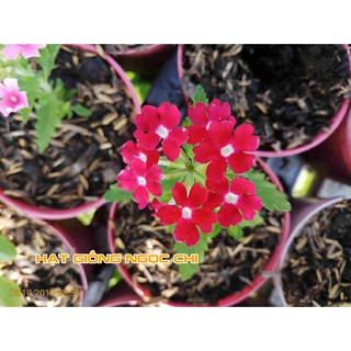 Hạt Giống Hoa Vân Anh (Cúc Indo) - 50 Hạt