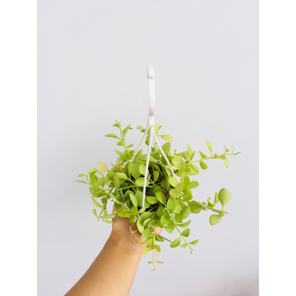 Chậu treo đô la hạt dưa y hình
