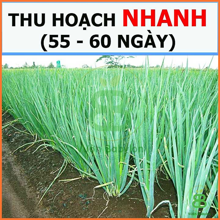 Hạt Giống Hành Hương Xanh F1 Chịu Nhiệt Tốt 2G