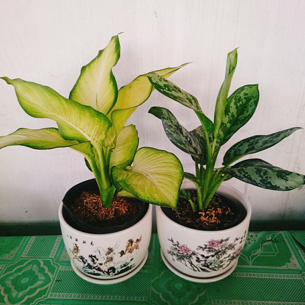 Combo Cây Thiên Hoàng + Cây Thanh Hậu