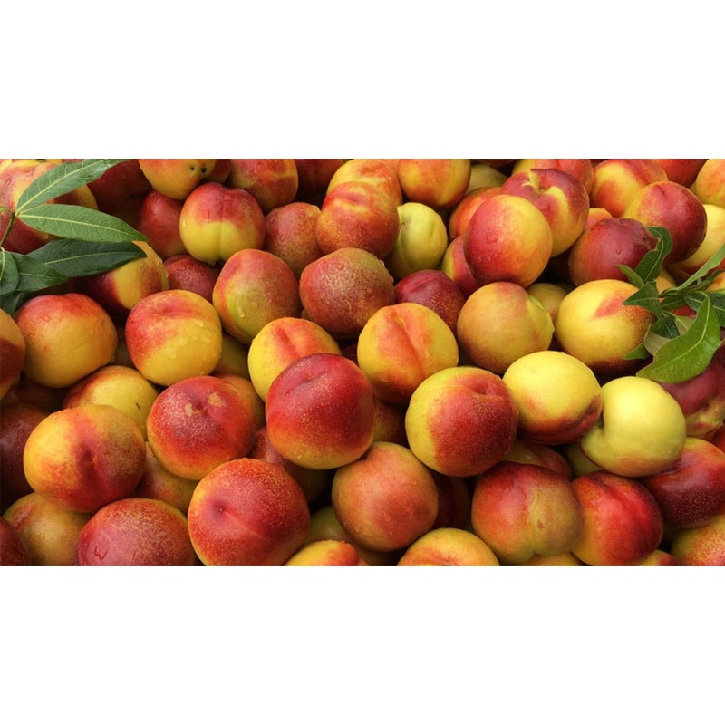 Đào Giòn Sơn La tươi - giao Hỏa Tốc