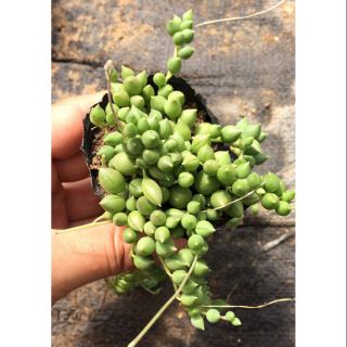 Sen đá Dưa Hấu 🍉🍉🍉