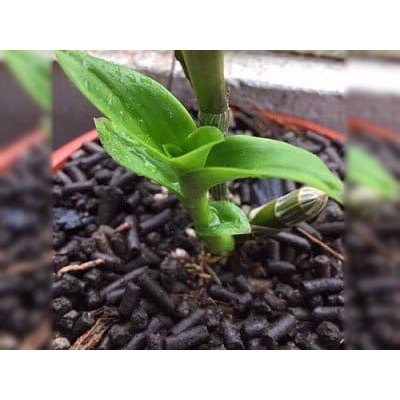 Phân dơi cao cấp dạng viên nén 1kg 100% Organic