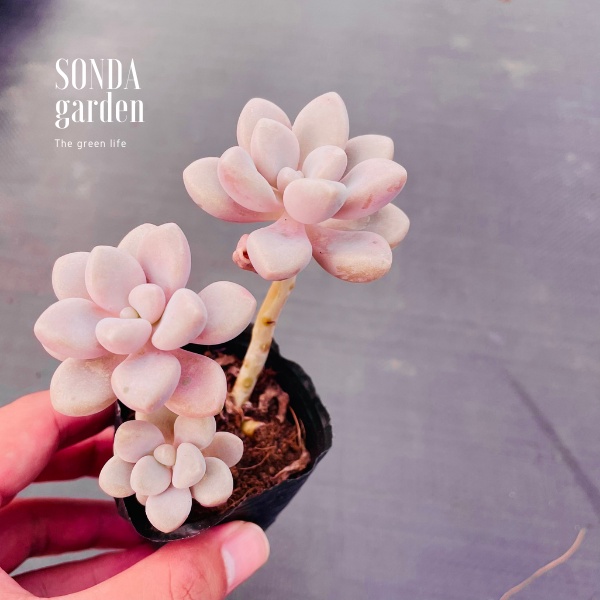 Sen đá sỏi hường cổ thụ SONDA GARDEN size bé 5-6cm, xuất xứ Đà Lạt, khoẻ đẹp, lỗi 1 đổi 1