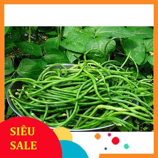 Hạt Giống Đậu Đũa Ngồi Xanh/ Đậu Đũa Lùn (15 Gr) - [MUA 3 TẶNG 1 CÙNG LOẠI] - Dễ Trồng , Năng Suất, Giòn, Ngọt