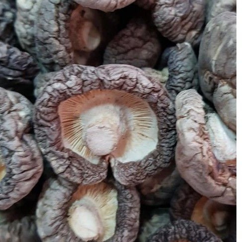 Nấm đông cô loại vừa, dày