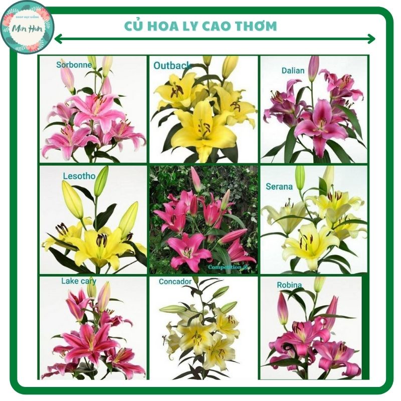 Củ giống hoa ly cao Hà Lan đủ màu đã sẵn mầm và ra rễ khỏe, hoa cực thơm