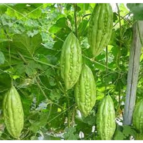 Hạt giống khổ qua lai F1