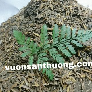 Phân Gà Ủ Oai (2kg) Được Ủ Tự Nhiên Bằng Trichoderma