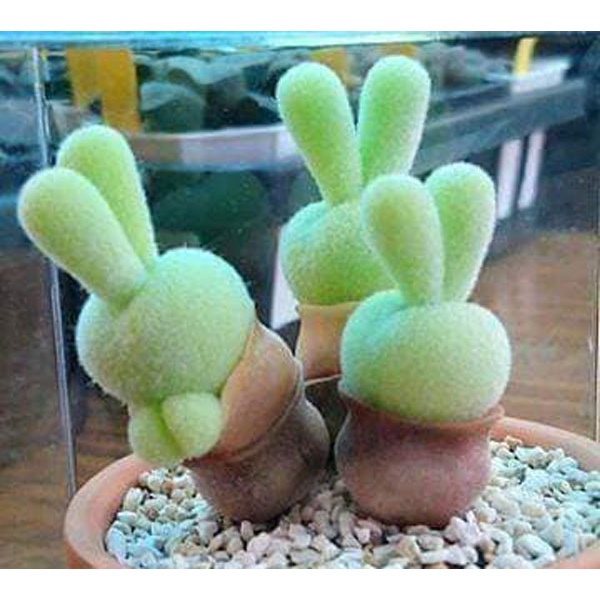 1K - Hạt giống cây Tai thỏ Monilaria Obconica tỷ lệ nảy mầm cao nhất  - Tặng kèm hạt hướng dương lùn + thuốc kích mầm rễ