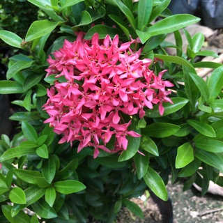 Cây mẫu đơn tím sen