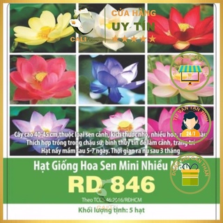 Hạt Giống Hoa Sen Mini Nhiều Màu RD 846