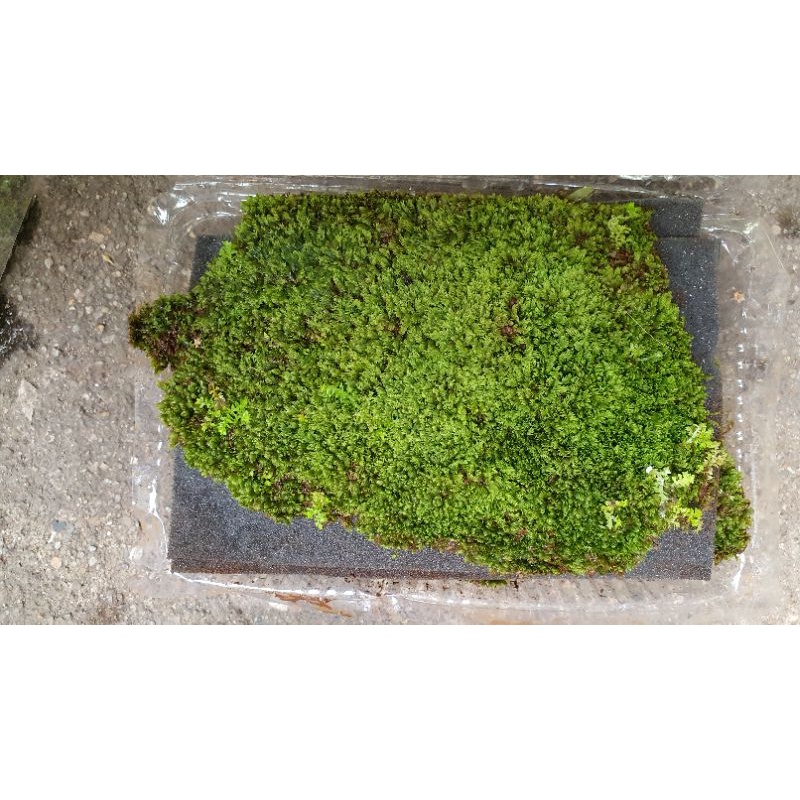 Rêu minifiss trải nền (lẻ 1 tấm)