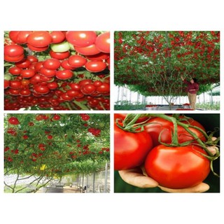 30 hạt giống cà chua leo giàn ( cà chua bạch tuộc)