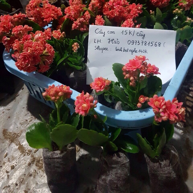 Combo cây bỏng thái đủ 3 màu